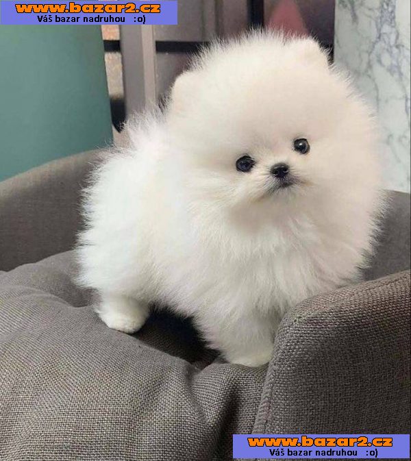 Německý špic Fenka - Pomeranian