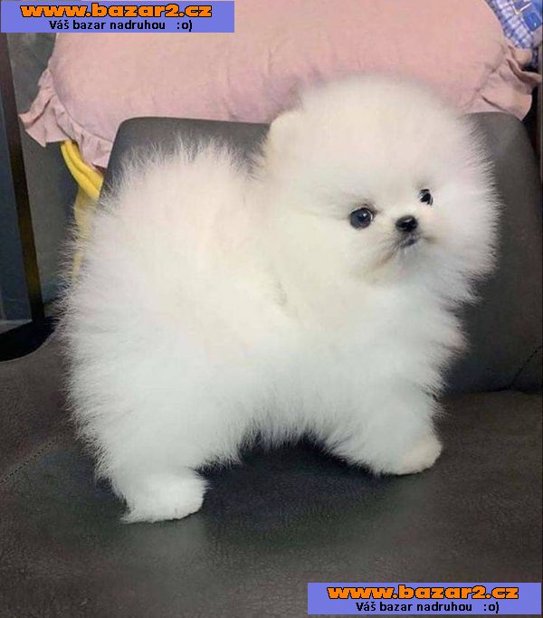 Německý špic Fenka - Pomeranian