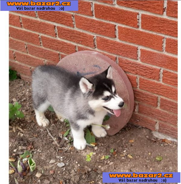 Sibiřský husky