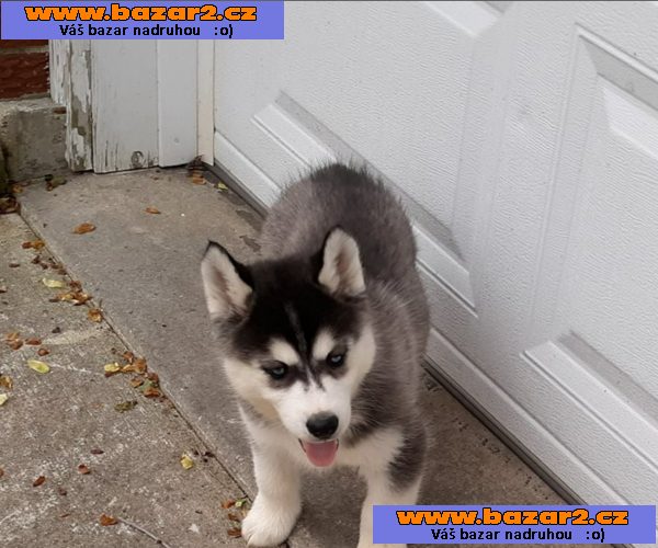 Sibiřský husky