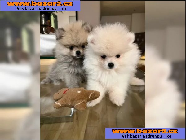 Německý špic trpasličí (Pomeranian)