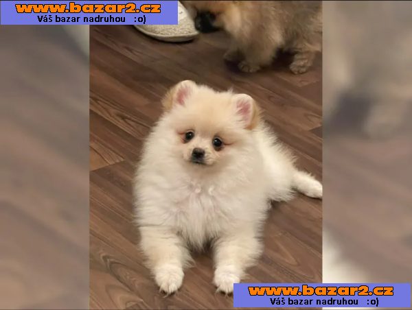 Německý špic trpasličí (Pomeranian)
