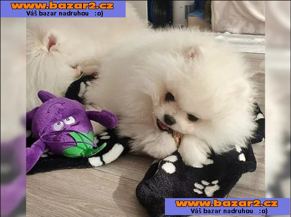 Německý špic trpasličí (Pomeranian)