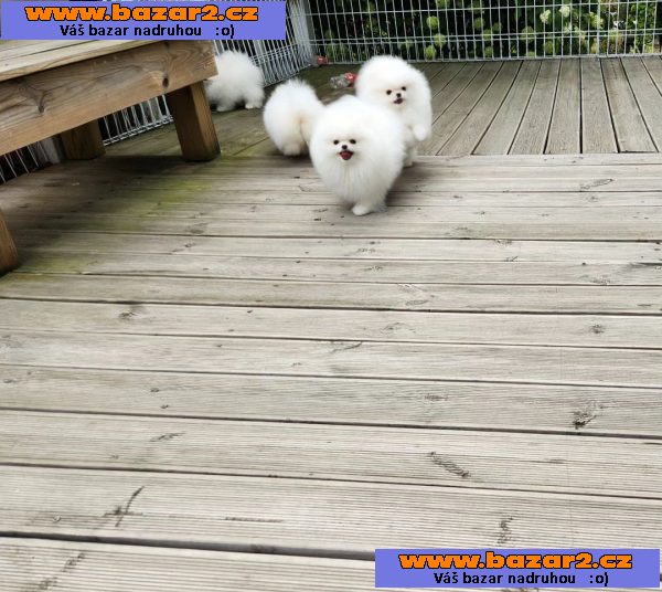 Nabízíme čistokrevná štěňata pomeranianů