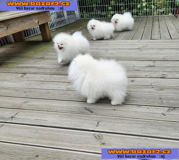 Nabízíme čistokrevná štěňata pomeranianů