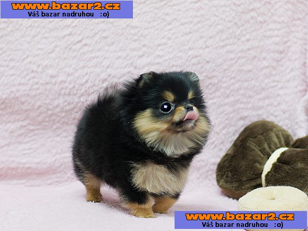 Německý špic trpasličí (pomeranian) - štěnata s p