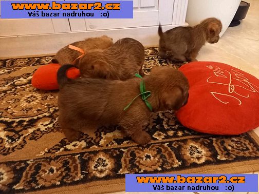 Norfolk Terrier