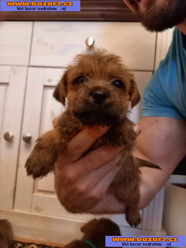 Norfolk Terrier