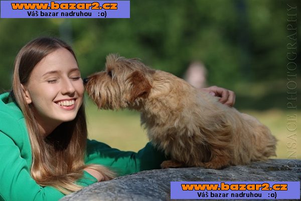 Norfolk Terrier