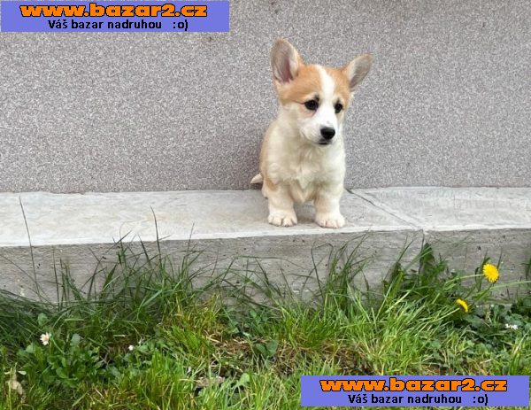 Velšský Corgi Pembroke štěňata