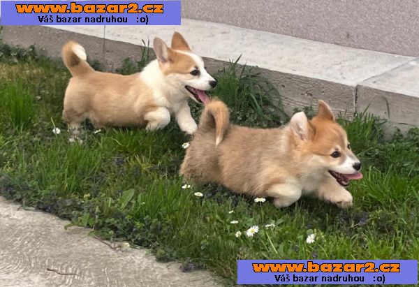 Velšský Corgi Pembroke štěňata