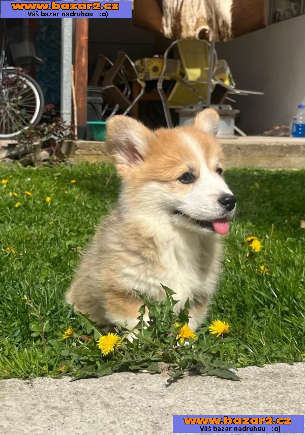 Velšský Corgi Pembroke štěňata