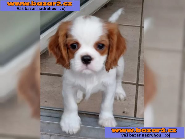 Kavalír king Charles Španěl