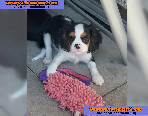 Cavalier King Charles Spaniel - fenka ( stene )