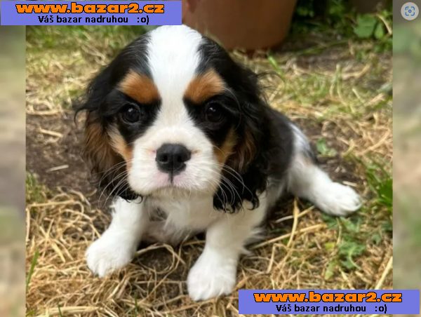 Cavalier King Charles Spaniel - fenka ( stene )