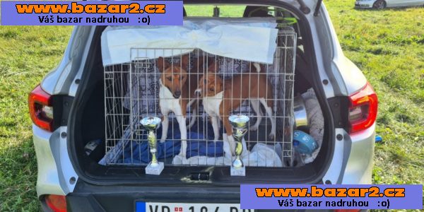 Basenji štěňata na prodej