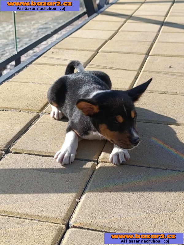 Basenji štěňata na prodej