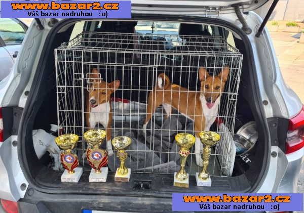 Basenji štěňata na prodej