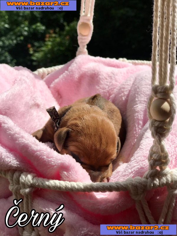 Rhodesky ridgeback s PP