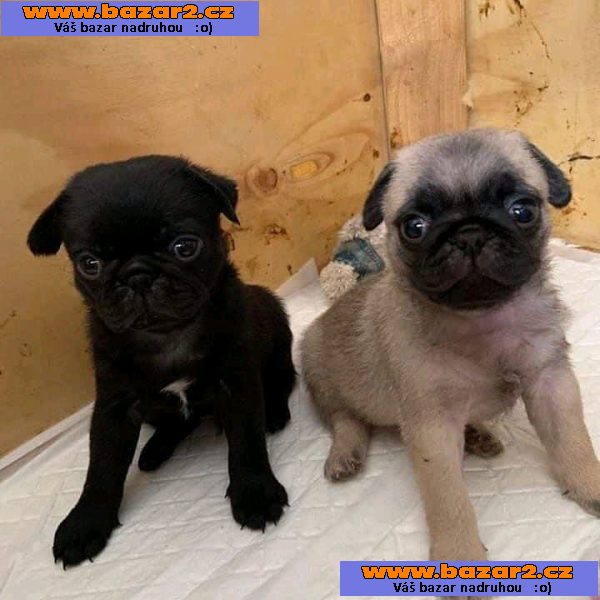 štěňata Mops