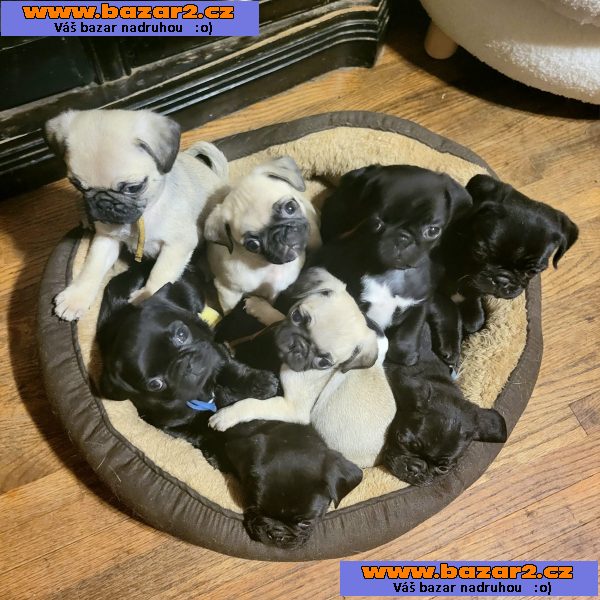 štěňata Mops