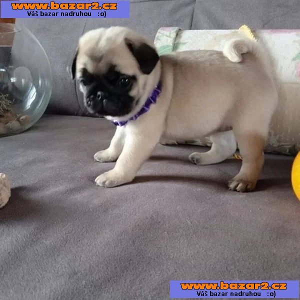 štěňata Mops