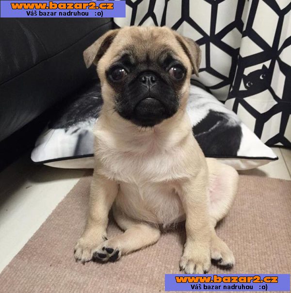 Mops (Mopslík) Pug