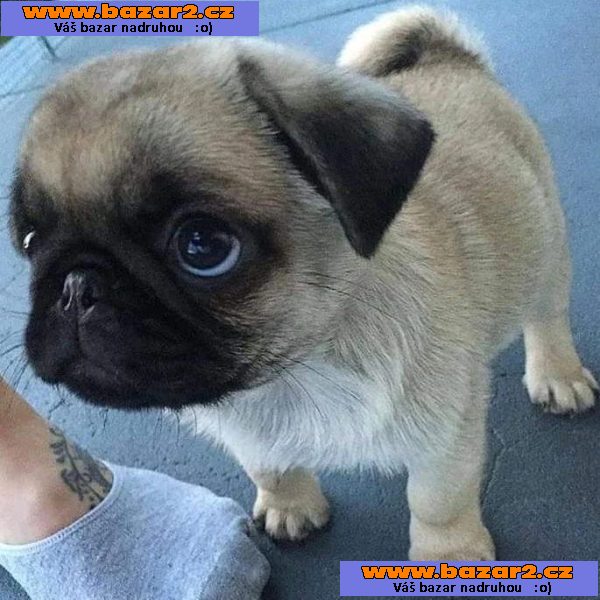 Mops (Mopslík) Pug