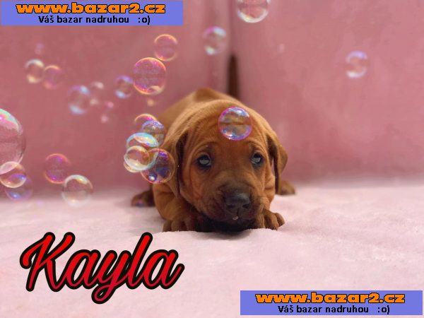 Rhodesky ridgeback s PP