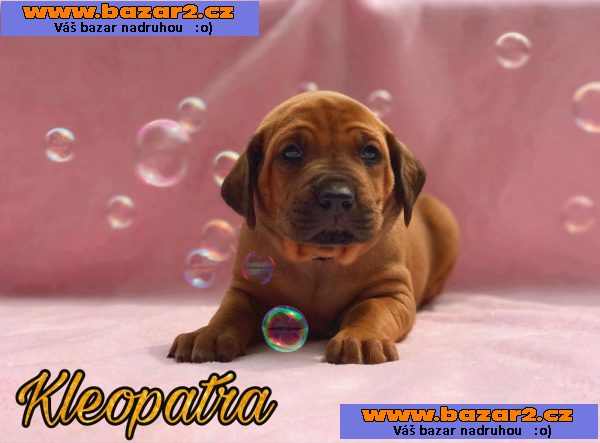 Rhodesky ridgeback s PP