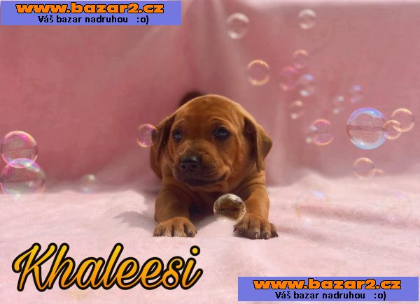 Rhodesky ridgeback s PP