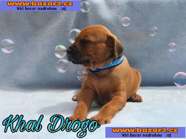 Rhodesky ridgeback s PP