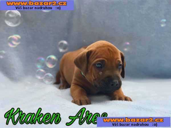 Rhodesky ridgeback s PP