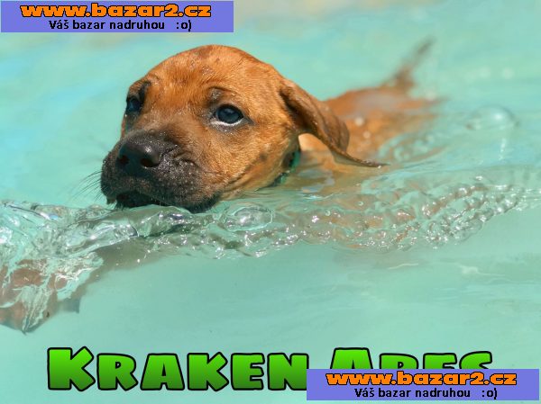 Rhodesky ridgeback s PP