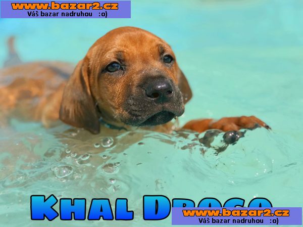 Rhodesky ridgeback s PP