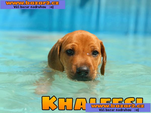 Rhodesky ridgeback s PP