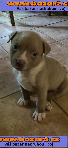 American bully XL štěňátka ABKC