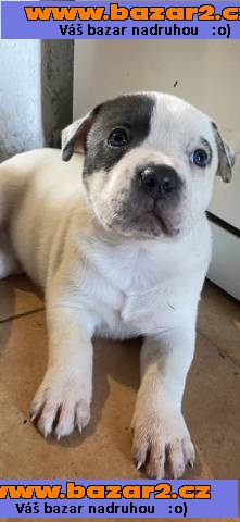 American bully XL štěňátka ABKC