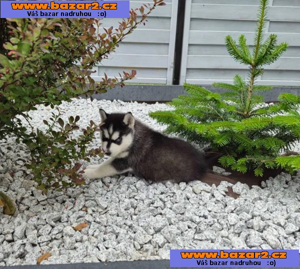 Sibiřský husky na prodej
