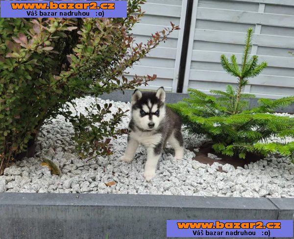 Sibiřský husky na prodej