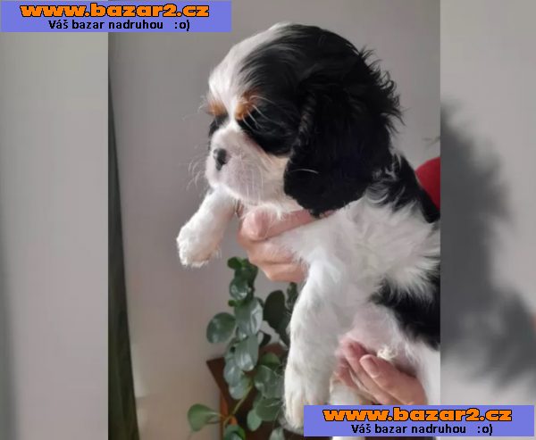 Kavalír King Charles španěl