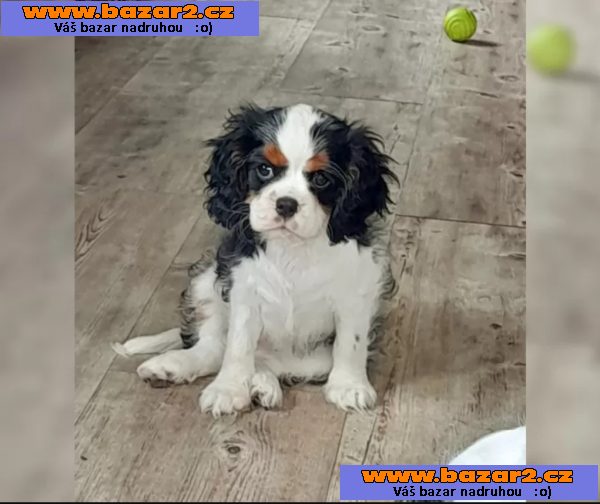 Kavalír King Charles španěl