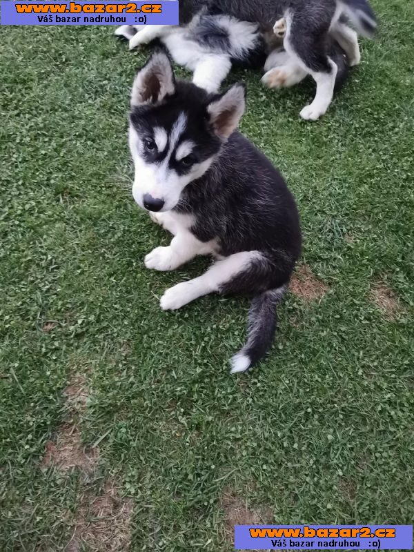 Sibiřský husky/sibiřský hasky