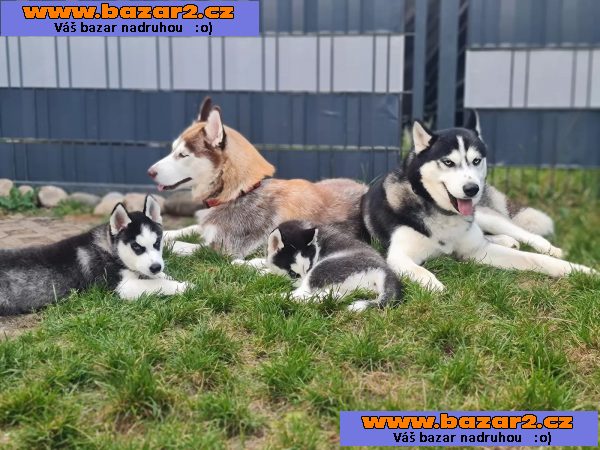 Sibiřský husky/sibiřský hasky