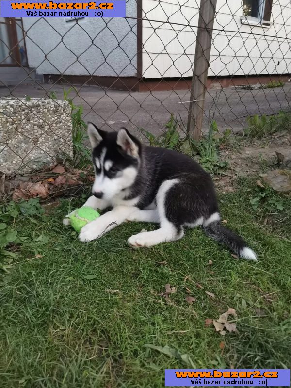 Sibiřský husky/sibiřský hasky