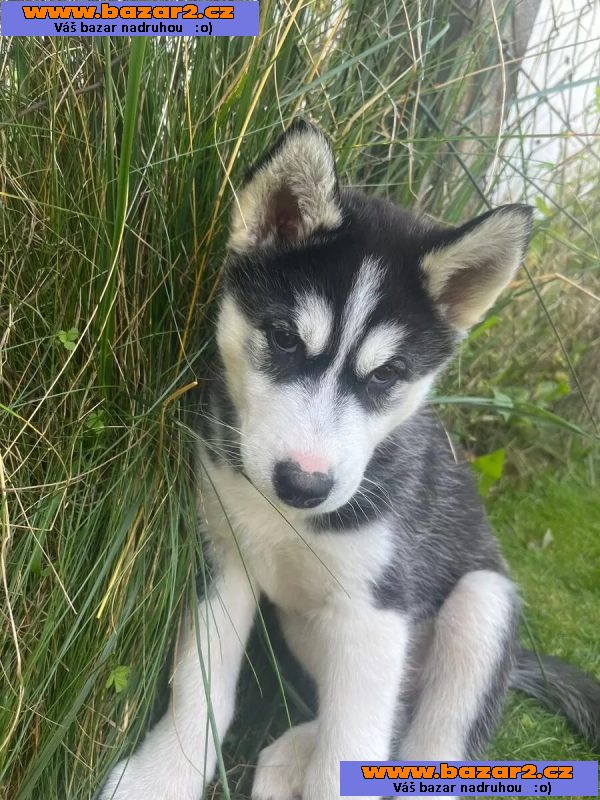Sibiřský husky na prodej bez PP