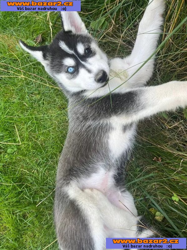 Sibiřský husky na prodej bez PP