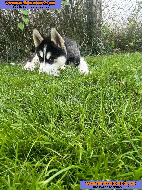 Sibiřský husky na prodej bez PP