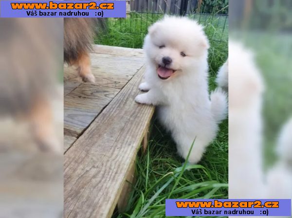 Německý špic trpasličí (Pomeranian) Štěňátka