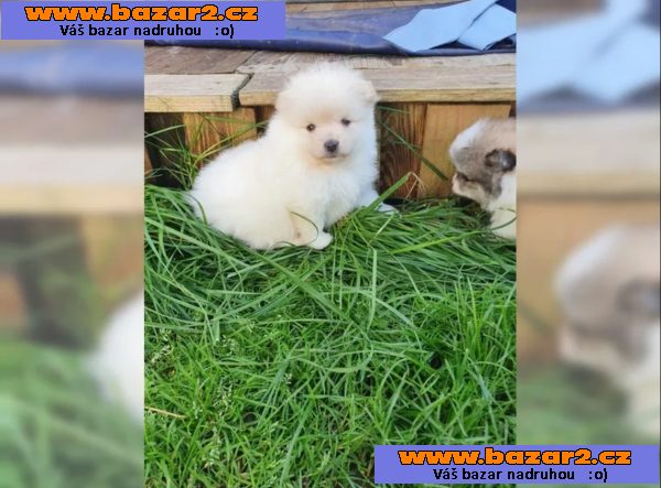 Německý špic trpasličí (Pomeranian) Štěňátka